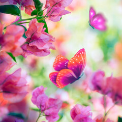 Obraz na płótnie Canvas butterfly on pink flowers