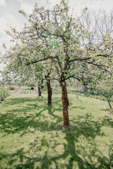 Orchard with apple trees when the flowers are blooming