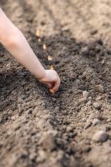 The child is planting an onion in the garden