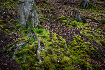 Forest covered by moss, tree branches,roots- close look