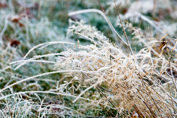 Closeup of frosty grass in Richmond Park, London