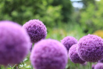 colorful early summer flowers blooming in the floral garden ,japan,tokyo