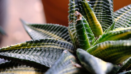 Fototapeta premium cactus close up