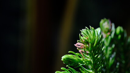 close up of fern