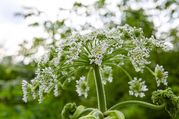 White poison flower close up