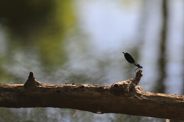 a dragonfly flies over the river and sits on a branch