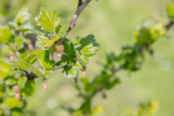 Gooseberry growing naturally on a bush in the garden in bright spring colors