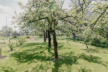 Orchard with apple trees when the flowers are blooming