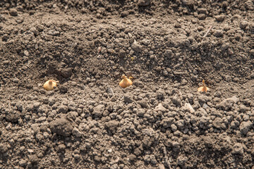 Planting onion in soil, closeup