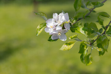 Apple blossom on a green grass background