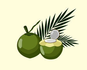 Fresh young coconut with green palm leaf isolated on white. vector illustration.