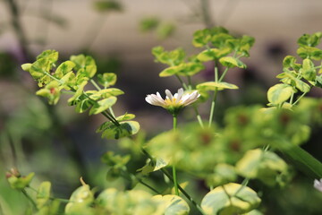 colorful early summer flowers blooming in the floral garden ,japan,tokyo