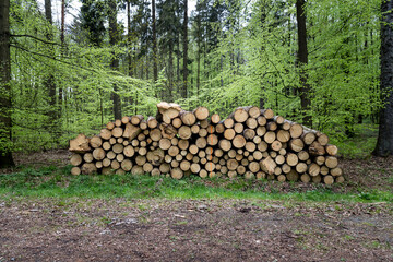 Cut down tree piles in a forest with trees in the background