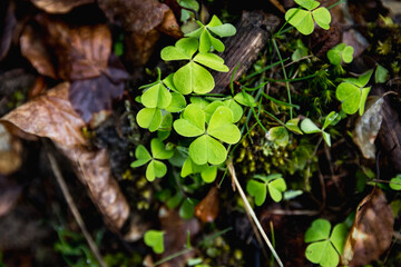 Clover in the woods among leaves and grass