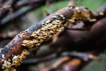 Hub mushroom on a tree branch, close up