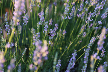 Obraz premium Pianta di lavanda, primo piano dei fiori dalle tonalità indaco, lilla e violetto in una giornata di tarda primavera