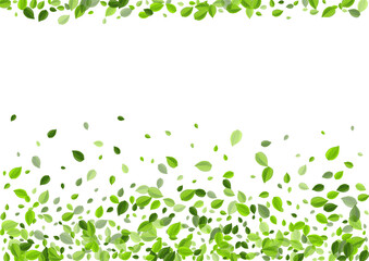 Forest Foliage Transparent Vector Background. 