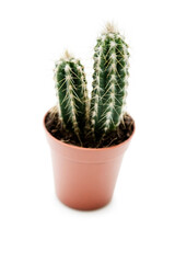 Cactus plant in tub on white background