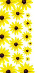 Naklejka premium yellow flowers on white