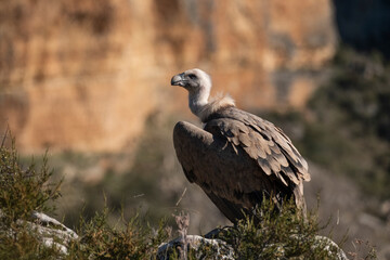 Buitre leonado2 (Gyps fulvus)