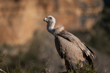 Buitre leonado2 (Gyps fulvus)