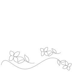 Jasmine flower on white background. Line drawing. Vector illustration
