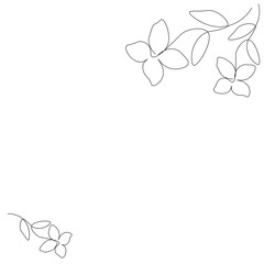 Jasmine flower on white background. Vector illustration