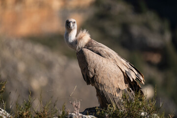 Fototapeta premium Buitre leonado2 (Gyps fulvus)