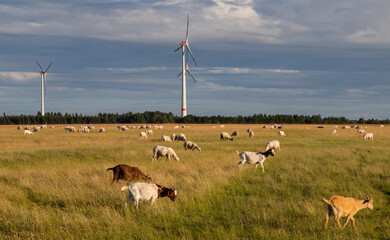 Windräder mit einer Schafherde im Vordergrund.