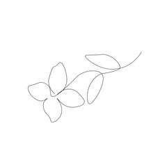 Jasmine flower on white. Vector illustration
