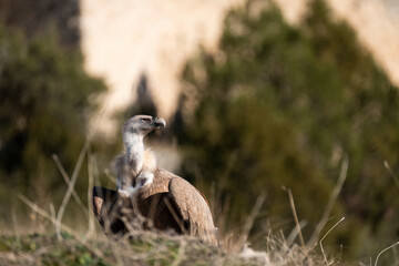 Buitre leonado2 (Gyps fulvus)