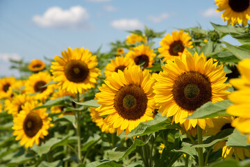 gelbe Sonnenblumen, Blütenkörbe zur Sonne ausgerichtet, stehen strahlend im Sommer auf dem Feld, vor blauem Himmel.