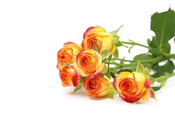 beautiful orange, yellow mini rose