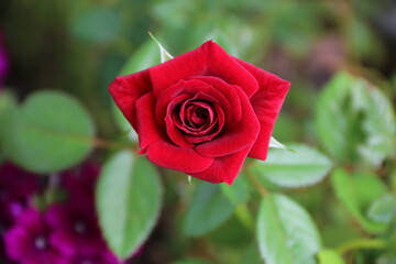 flores naturales  y hojas verdes en el jardín