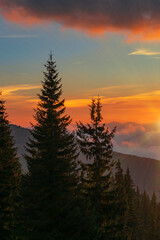 Fototapeta premium Breathtaking sunset in coniferous forest.