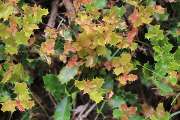 fondo natural de hojas verdes con colores vivos 