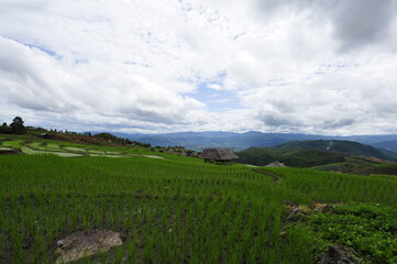 Fototapeta na wymiar landscape of Terraced rice fields with clouds