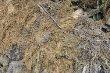 hay bale in the field