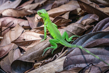 Green lizard in Corcovado, Costa Rica