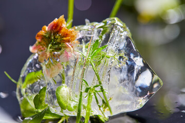flowers and leaves in the ice