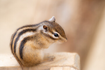 可愛いシマリス