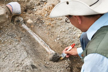 archaeologist in a field expedition cleans excavated bone from soil - obrazy, fototapety, plakaty
