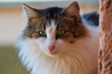 Fototapeta premium Beauty Cat.