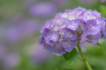 紫陽花　　紫色