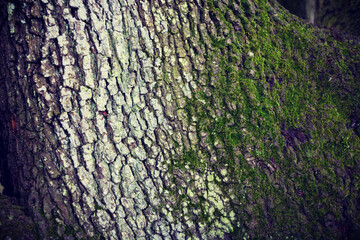 Close up of tree with moss background