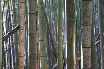 bamboo forest background