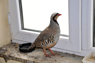 The red legged partridge, plucked from its natural environment.
