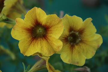 flores naturales  y hojas verdes en el jardín