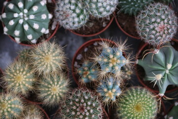 fondo naturaleza con hojas y plantas de cactus naturales