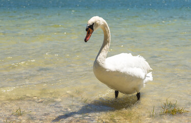 Gracious mute swan at the lake.